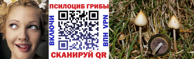 где можно купить   Барнаул  гидра как войти  Псилоцибиновые грибы MAGIC MUSHROOMS 