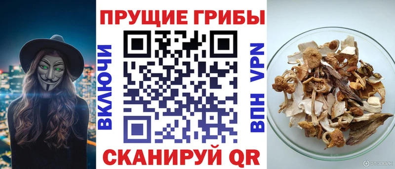 Псилоцибиновые грибы мицелий Барнаул